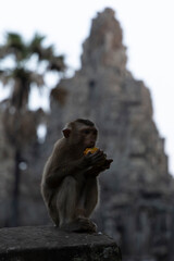 Young Macaque Monkey Eating Fruit at Ancient Khmer Temple Ruins © Guillermo
