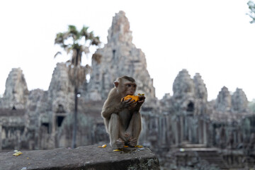 Macaque Monkey Eating Fruit at Bayon Temple Angkor Cambodia © Guillermo