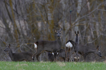 Roe Deer Herd Grazing at Forest Edge in Early Spring Twilight © Guillermo