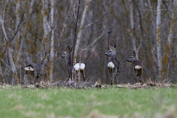 Group of Roe Deer Standing at Forest Edge in Early Spring © Guillermo