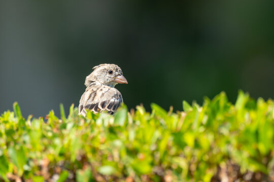 View of a small sparrow perched on a vibrant green hedge in Cairo, Cairo Governorate, Egypt.