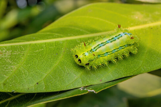 Nettle caterpillar or blue-striped nettle grub (Parasa lepida) resting on a green leaf. West Bengal, India