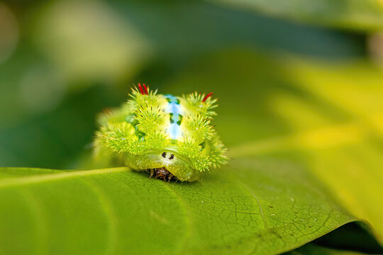 Nettle caterpillar or blue-striped nettle grub (Parasa lepida) resting on a green leaf. West Bengal, India