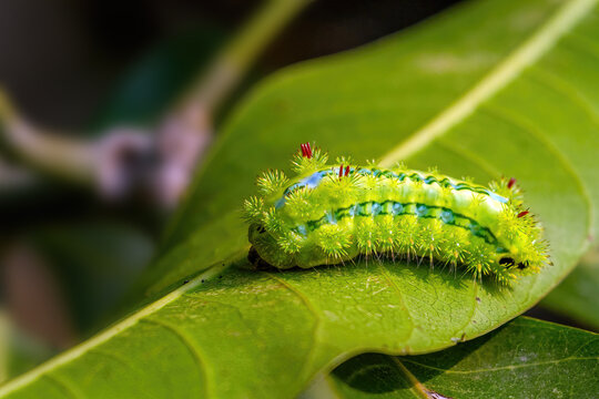 Nettle caterpillar or blue-striped nettle grub (Parasa lepida) resting on a green leaf. West Bengal, India