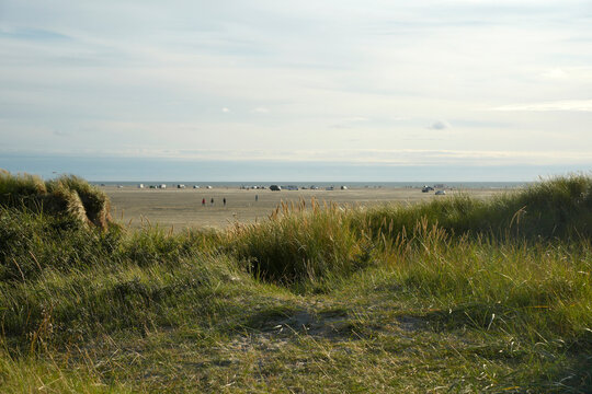 Coastal Sand Dunes with Marram Grass at Romo Island Denmark