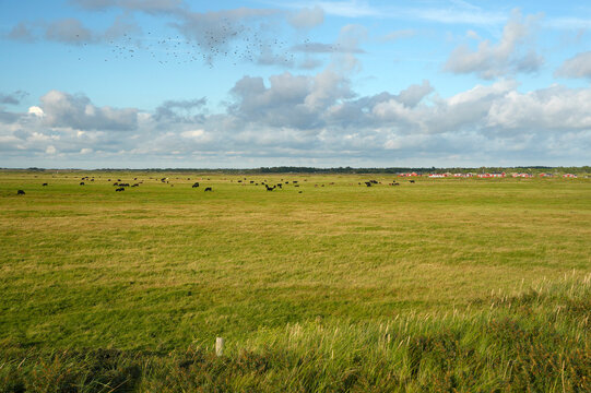 Green Pasture with Grazing Cattle on Romo Island Denmark