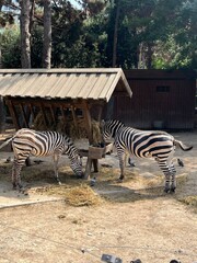 Two zebras standing and feeding in an outdoor enclosure © liliya