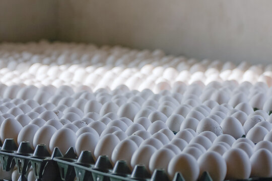 View of numerous white eggs arranged in green plastic trays for commercial poultry farming in Multan City, Punjab, Pakistan.