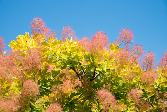 Blooming smoke bush and blue sky. autumnal shrub.