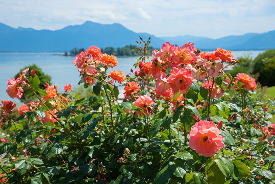 rose bush with orange blossoms. blurry lake chiemsee and mountains behind