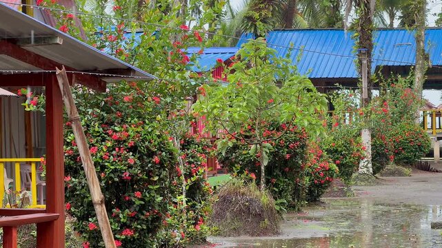 tropical garden path with red blooming flowers and rural houses
