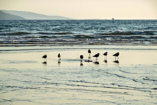 View of seagulls walking on the wet sand of the beach with gentle waves in the background under soft light in Akyaka, Mugla, Turkey.