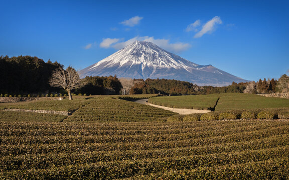 View of Mount Fuji rising above lush green tea plantations under a clear blue sky in Fujinomiya, Shizuoka, Japan.
