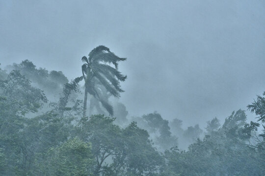 View of a palm tree bending in strong winds during a tropical rainstorm with heavy downpour and dense foliage in Santo Domingo, Distrito Nacional, Dominican Republic.