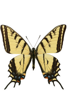 Two-tailed Tiger Swallowtail butterfly specimen isolated on transparent background