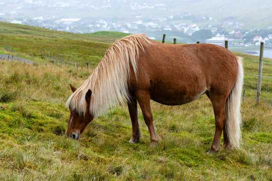 View of a brown horse with a blonde mane grazing on a grassy hillside in the Faroe Islands.