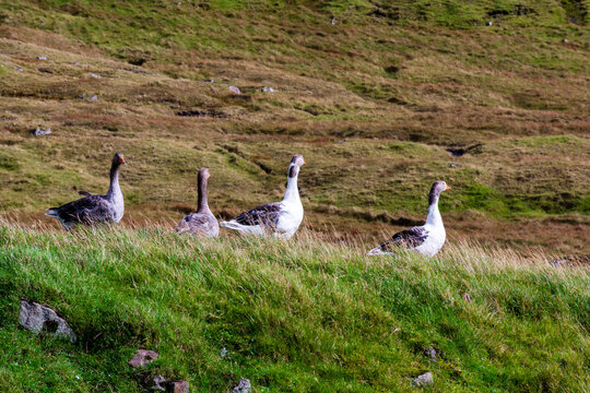 View of a group of geese walking across a lush green hillside in the Faroe Islands.