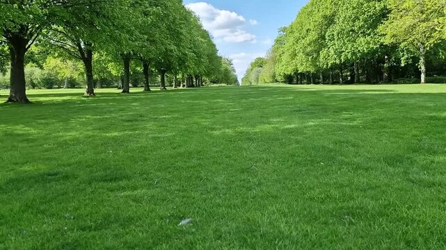 First person point of view walking along lush green formal lawn flanked by neatly manicured trees