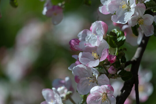 Delicate pink and white apple blossoms clustered on a branch with soft green bokeh background.