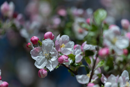 Delicate apple blossom flowers on a branch with pink buds and soft spring bokeh background
