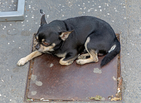 Small Black and Beige Female Chihuahua Pet Dog Laying Down at Street