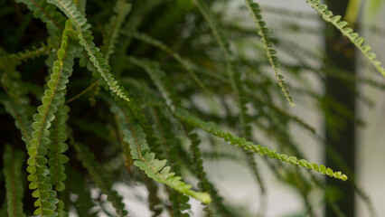 Lush green fern fronds with delicate repeating leaflets arching across a softly blurred background, detailed botanical texture and layered foliage in a natural plant setting © Svetlana