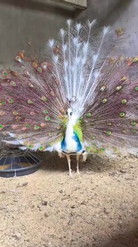 Beautiful white and pied peacock displaying its vibrant feathers