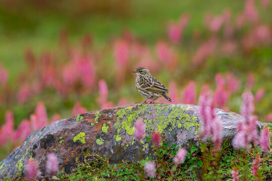 View of a small bird rosy pipit perched on a lichen-covered rock surrounded by vibrant pink wildflowers in the Neelum Valley, Neelum, Kashmir, Pakistan.