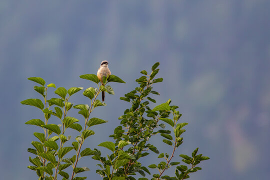View of a small shrike bird perched on a green leafy branch against a soft blurred background in the Neelum Valley, Neelum, Kashmir, Pakistan.
