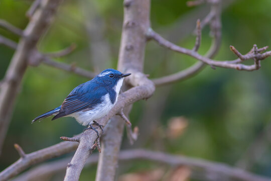 View of a small blue and white bird ultramarine flycatcher perched on a tree branch in Neelum Valley, Neelum, Kashmir, Pakistan.