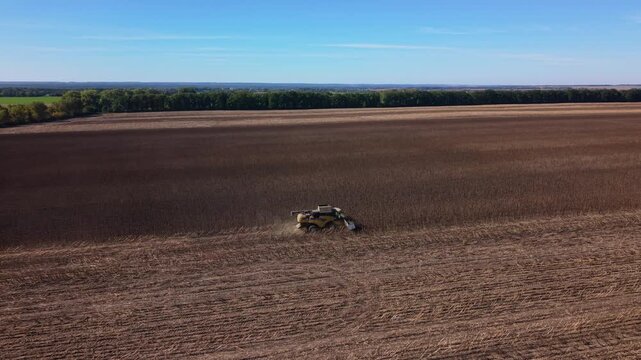 Combine harvesters advance through sunflower crop during large scale field harvest. Farm equipment cuts wide swath through standing plants, with harvested rows stretching toward distant trees.