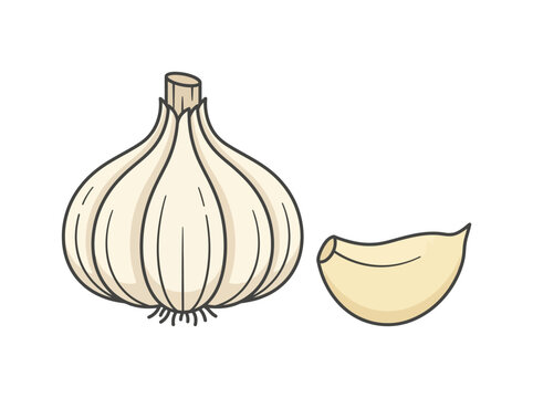 Garlic bulb and clove isolated on white background