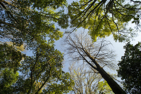 View of the lush tree canopy and branches at Parque Nacional Barranca del Cupatitzio Uruapan, Michoacan, Mexico.