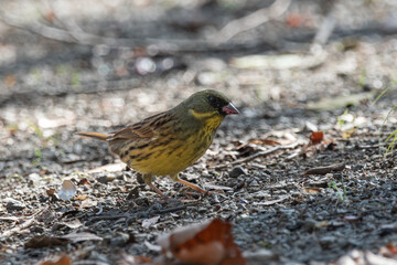 Obraz premium Black-faced bunting searching for food on the ground in nature