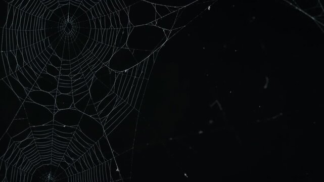 Cinematic Spooky Spider Webs and Floating Dust Particles on Dark Background