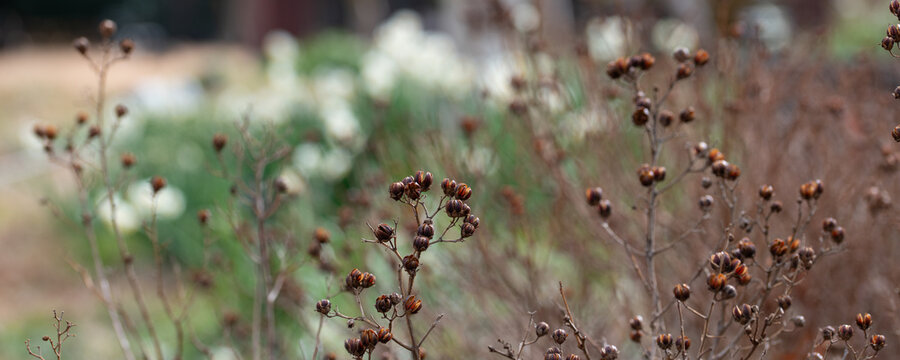 Dried brown seed pods of crepe myrtle in winter garden with soft bokeh background