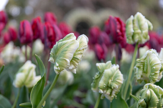 Close up of rare white and green parrot tulips blooming in spring garden with blurred red tulips background