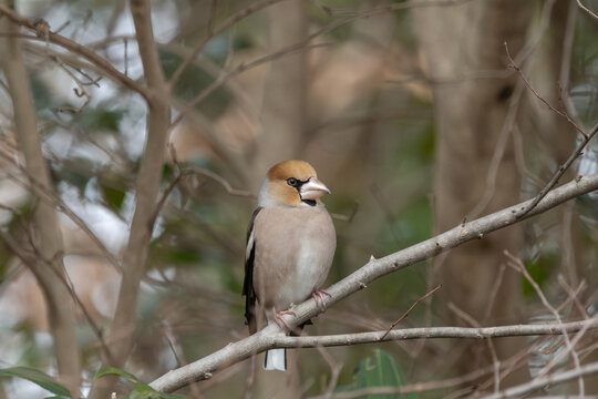 Hawfinch perched calmly on a tree branch in a winter forest