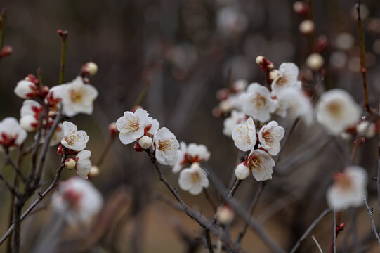 White plum blossoms and delicate buds blooming on branches in early spring garden