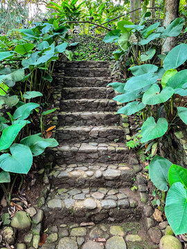 Narrow stone staircase with mossy steps winding upward through dense tropical garden foliage, framed by large green leaves and lush plants in a peaceful, shaded outdoor setting.