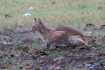 Wild North American Bobcat Crouching in Grass, Alert Stalking Predator Portrait  © Terry B