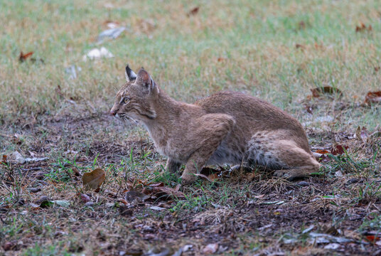 Wild North American Bobcat Crouching in Grass, Alert Stalking Predator Portrait
