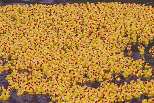 View of hundreds of yellow rubber ducks floating together on the water surface in Honolulu, Hawaii, United States.