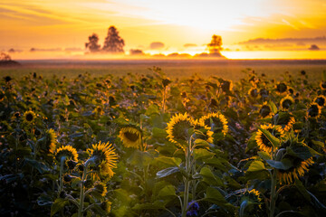 Fototapeta premium Sonnenaufgang an einem nebeligen Herbstmorgen über einem Sonnenblumenfeld