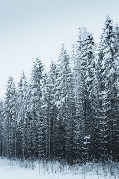 View of snow-covered pine trees in a dense forest in the Pohja-Korvemaa Nature Reserve, Harju County, Estonia.