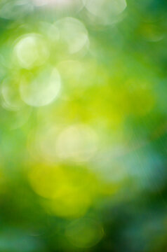 Green bokeh background from nature forest out of focus