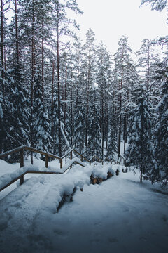View of Lahemaa National Park featuring a snow-covered wooden staircase winding through a dense pine forest during winter in Estonia.