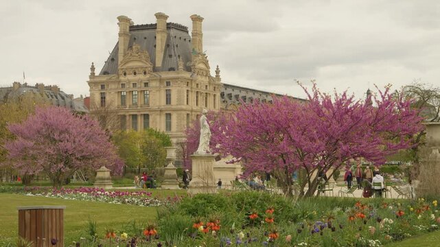 Tuileries Garden in Spring with Blooming Trees and Historic Louvre Palace in Paris, France