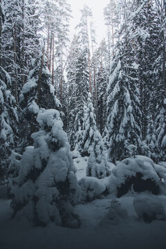 View of Lahemaa National Park with snow-covered pine trees in a dense winter forest in Estonia.