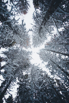 View of snow-covered pine trees in Lahemaa National Park, with branches reaching towards the bright winter sky in Estonia.